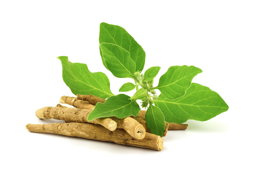 Ashwagandha und Stress – Wie die Pflanze eingeordnet wird und warum sie oft im Zusammenhang mit Belastung genannt wird